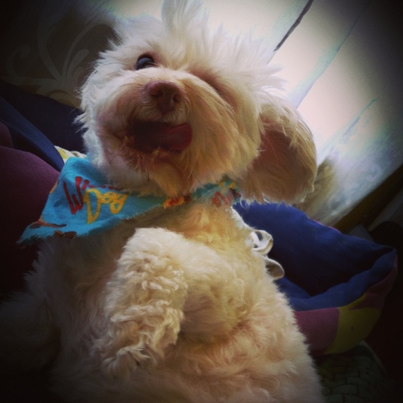 Meet your Posher, Iris - Picture 1 of 8